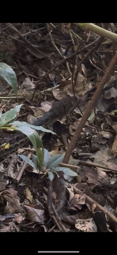 Australian Scrub Python sighting