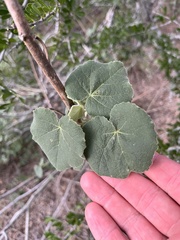 Allowissadula lozanoi, photograph Cody Stricker, CC BY, iNaturalist via GBIF