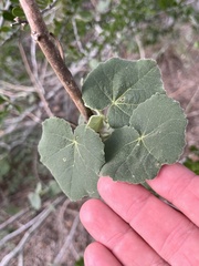 Allowissadula lozanoi, photograph Cody Stricker, CC BY, iNaturalist via GBIF