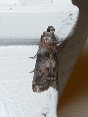 Sciota subcaesiella