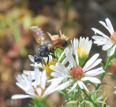 Cylindromyia brassicaria