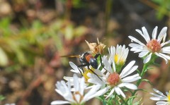 Cylindromyia brassicaria