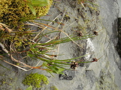 Juncus mertensianus