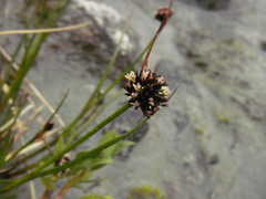 Juncus mertensianus
