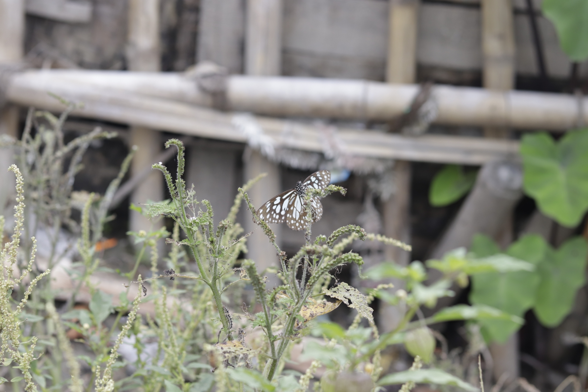 Blue Tiger