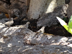 Crithagra atrogularis