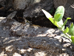 Crithagra atrogularis