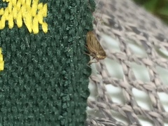 Megophthalminae
