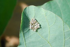 Insecta