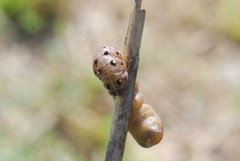 Lepidoptera
