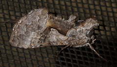 Syngrapha epigaea