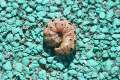 Lepidoptera