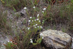 Metalasia pulchella