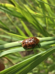 Euphoria leucographa