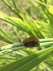 Euphoria leucographa