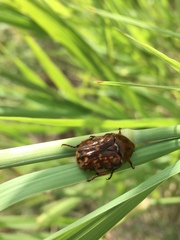 Euphoria leucographa