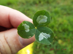 Porphyrosela minuta