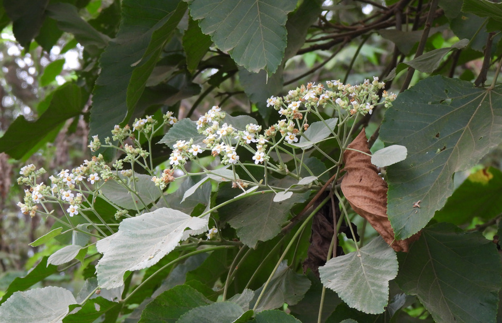 Gunpowder tree (Melochia umbellata)