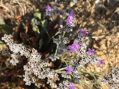 Limonium californicum