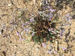 Limonium californicum