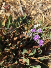 Limonium californicum