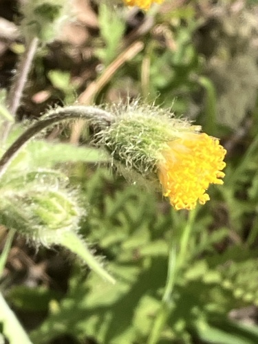 klamath arnica (Arnica spathulata)