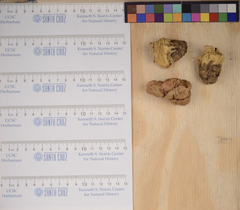 Butyriboletus autumniregius