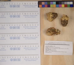 Butyriboletus autumniregius