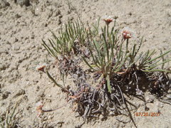 Eriogonum exilifolium