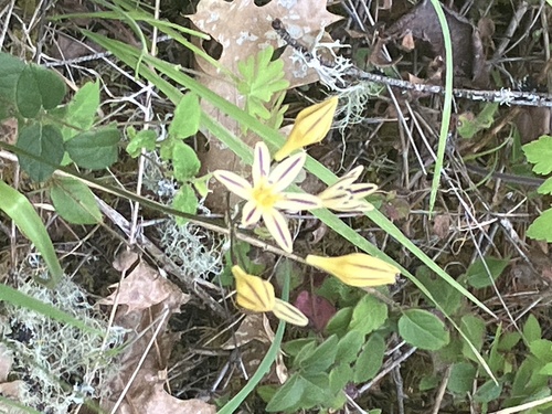 Triteleia hendersonii, photograph 4