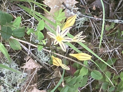 Henderson's triteleia (Triteleia hendersonii)