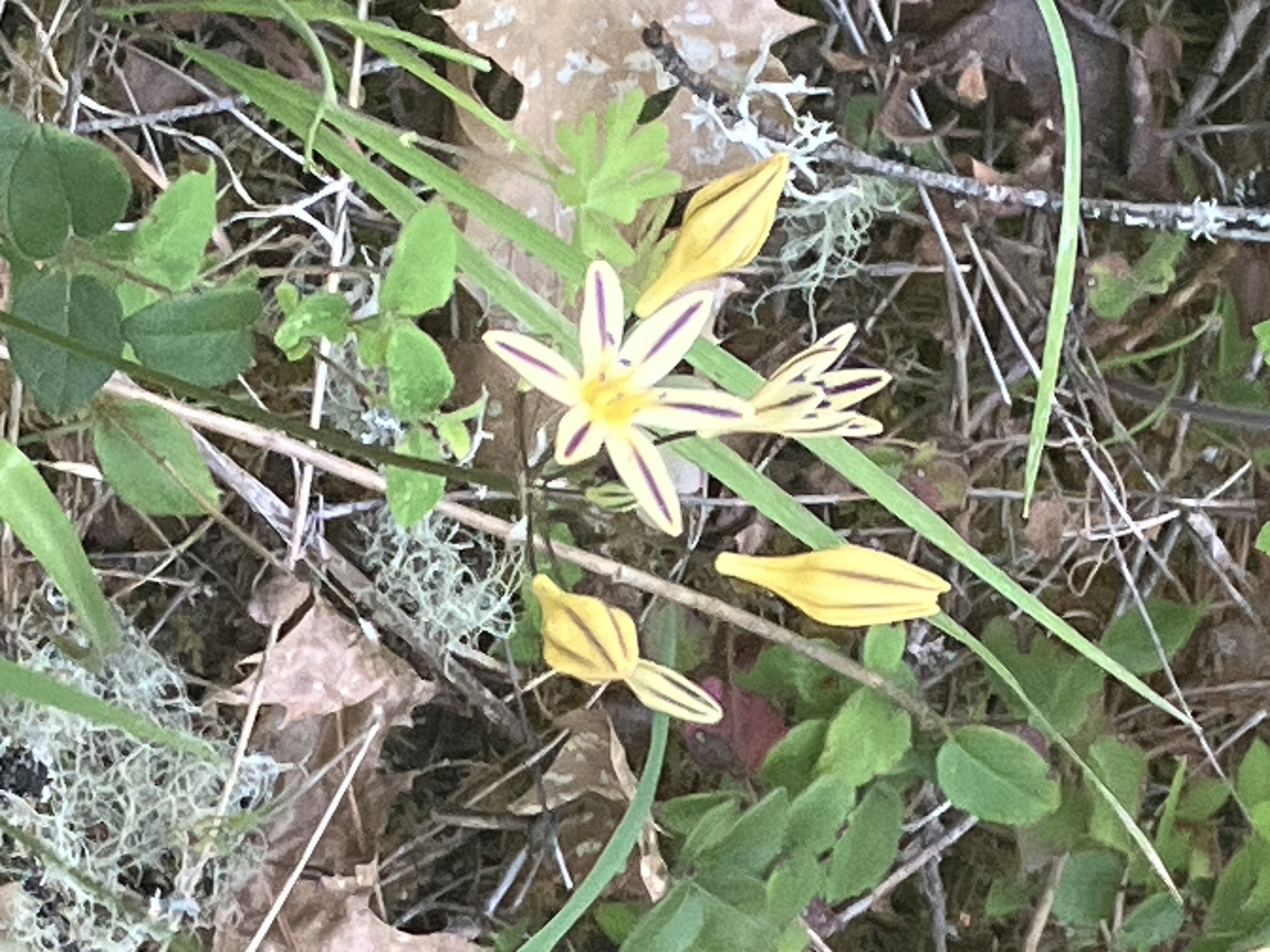 Henderson's Triteleia (Triteleia hendersonii)