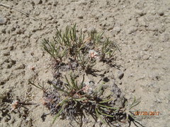 Eriogonum exilifolium