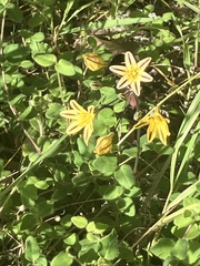 Triteleia hendersonii, photograph (c) Aaron Liston, some rights reserved (CC BY)