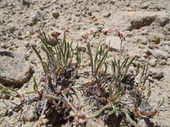 Eriogonum exilifolium