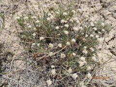 Eriogonum exilifolium