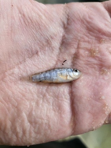 Hubbs' pupfish (Cyprinodon hubbsi) — Cyprinodontidae