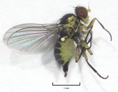 Liriomyza brassicae