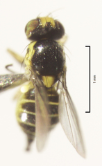 Liriomyza brassicae
