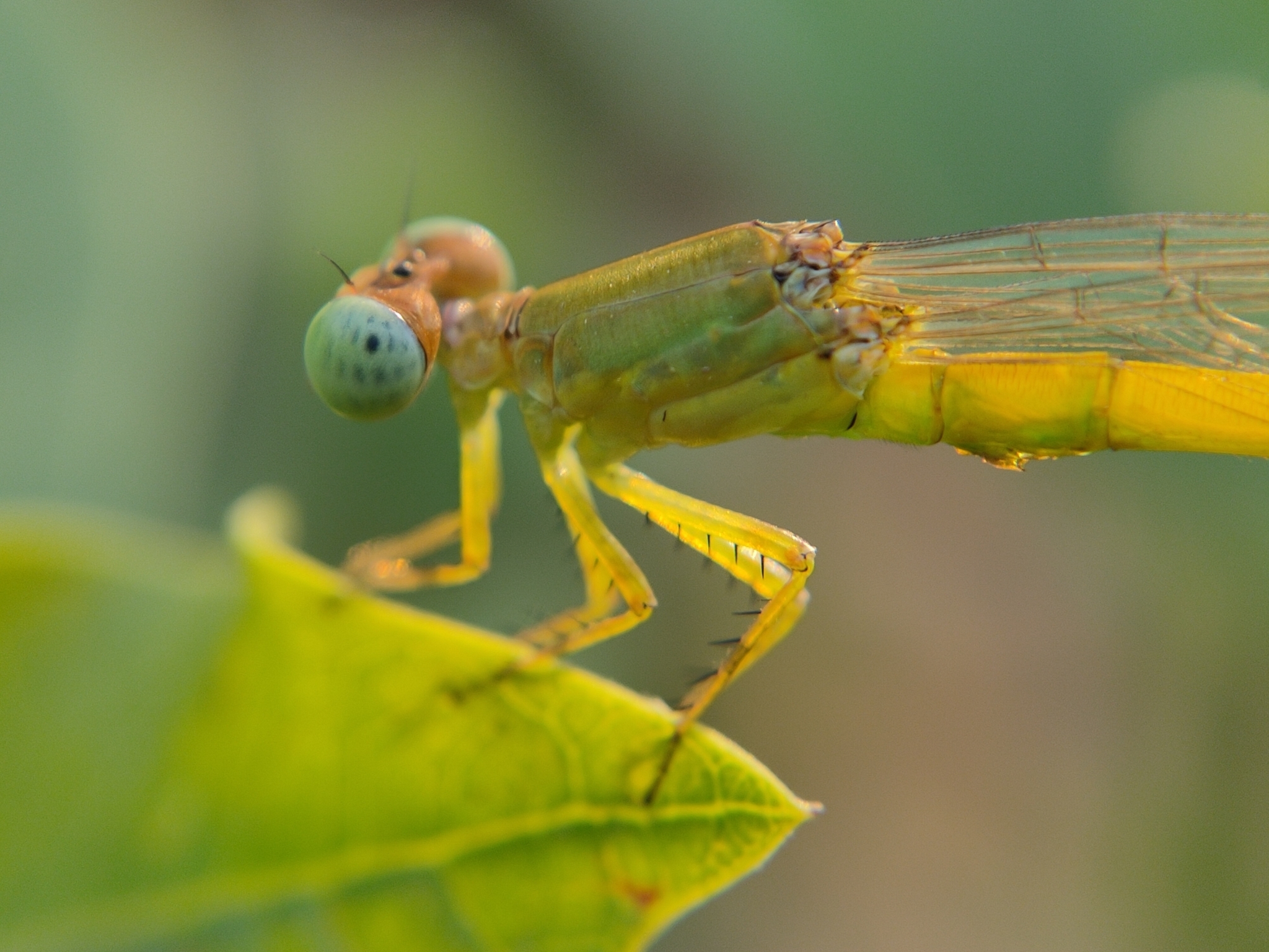 Coromandel Marsh Dart