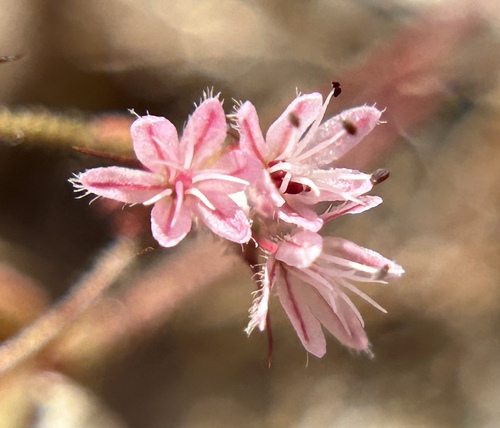 indian valley spineflower (Aristocapsa insignis)