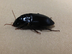 Harpalus katiae