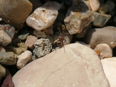 Camponotus rubrithorax