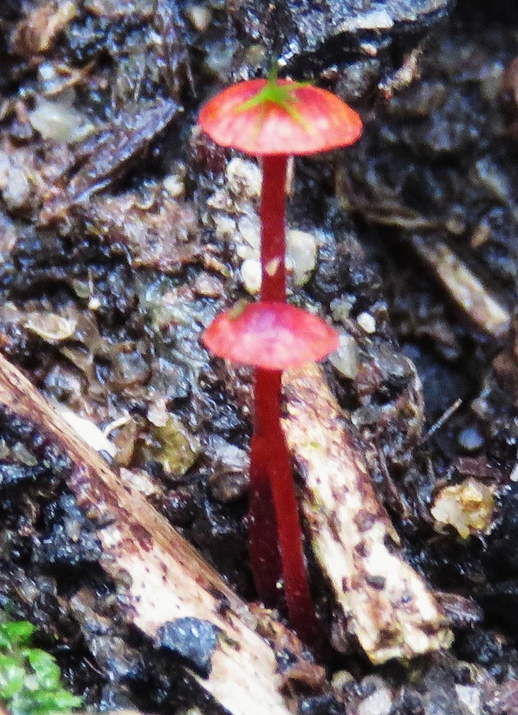 Ruby Bonnot ruby bonnet from Hassans Walls Reserve, Lithgow NSW 2790, Australia on ...