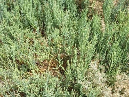 iNaturalist observation photo of Pacific Glasswort