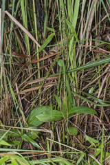 Peristylus goodyeroides