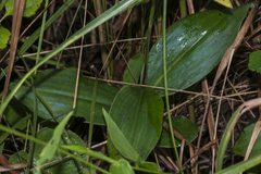 Peristylus goodyeroides