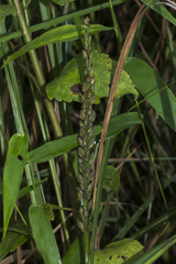 Peristylus goodyeroides
