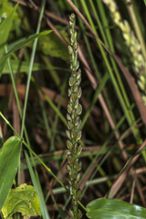 Peristylus goodyeroides