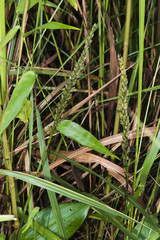 Peristylus goodyeroides